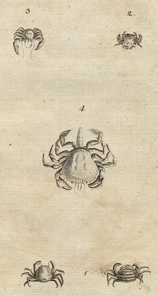 Crabs, 1760