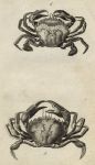 Crabs, 1760