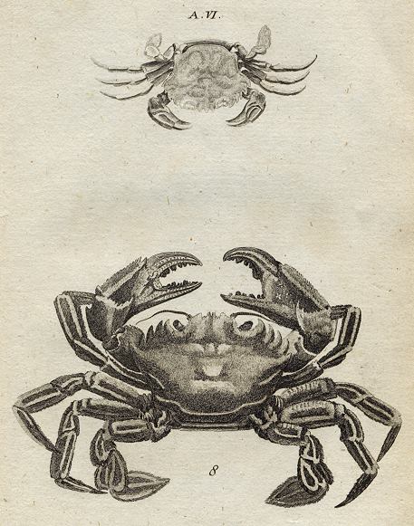 Crabs, 1760