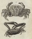 Crabs, 1760