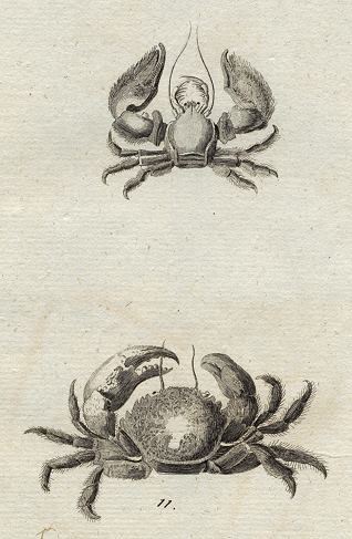 Crabs, 1760