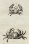 Crabs, 1760