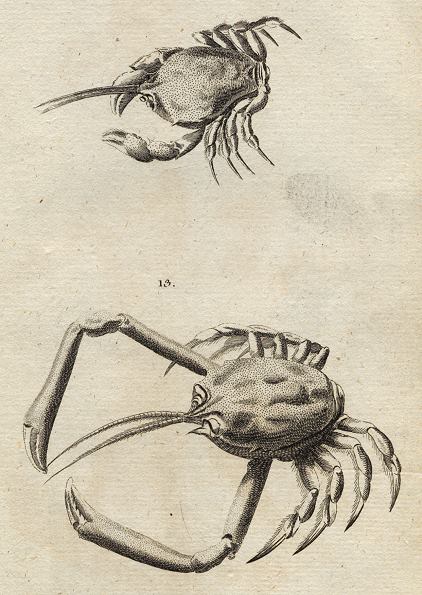 Crabs, 1760