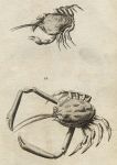 Crabs, 1760