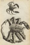 Crabs, 1760