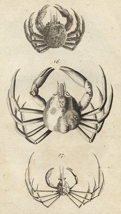 Crabs, 1760