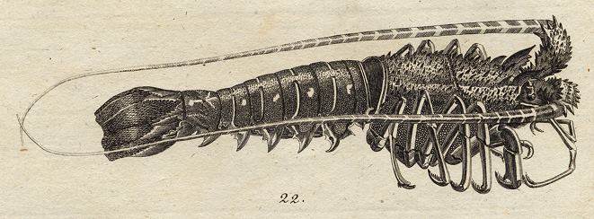 Lobster, 1760