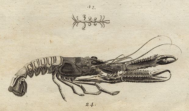 Lobster, 1760