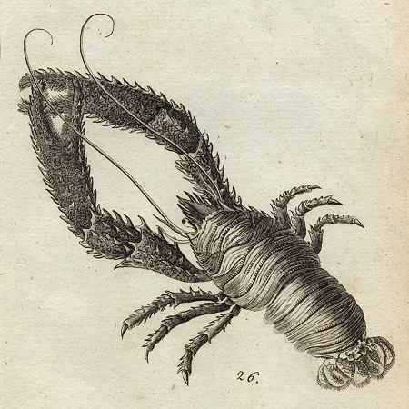 Lobster, 1760