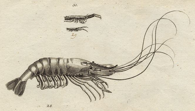 Prawn & Linear, 1760