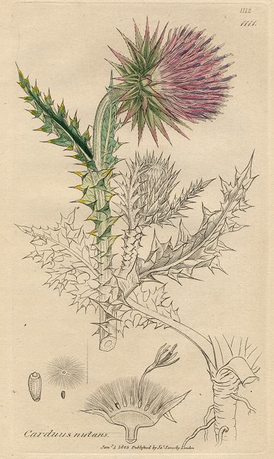 Carduus nutans, Sowerby, 1803 / 1839