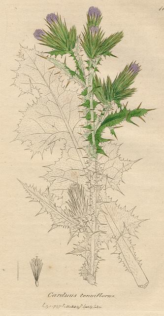 Carduus tenuiflorus, Sowerby, 1801 / 1839