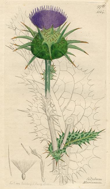 Silybum marianum, Sowerby, 1802 / 1839