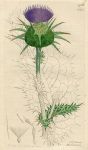 Silybum marianum, Sowerby, 1802 / 1839