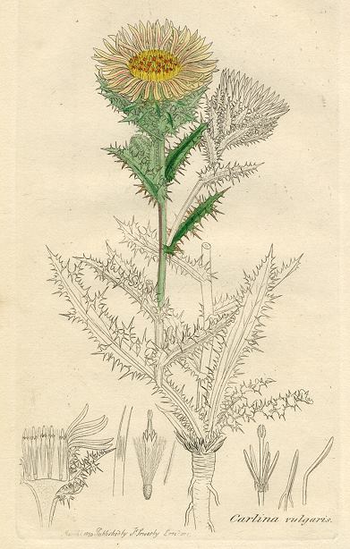 Carlina vulgaris, Sowerby, 1803 / 1839