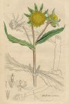 Bidens cernua, Sowerby, 1803 / 1839