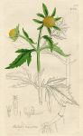 Bidens tripartita, Sowerby, 1803 / 1839