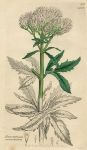 Eupatorium cannabinum, Sowerby, 1796 / 1839