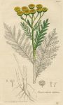 Tanacetum vulgare, Sowerby, 1803 / 1839