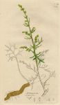 Artemisia campestris, Sowerby, 1796 / 1839