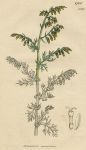 Artemisia maritima, Sowerby, 1807 / 1839