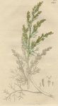 Artemisia variant, Sowerby, 1802 / 1839