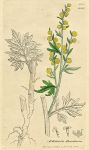 Artemisia absinthium, Sowerby, 1803 / 1839