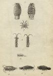 Crustacea - Onisci, 1760