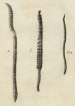 Marine Worms, 1760