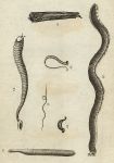 Marine Worms, 1760