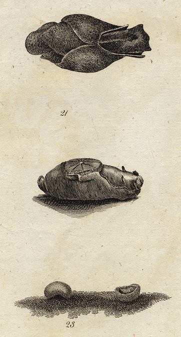 Sea Slugs, 1760