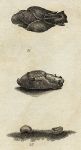 Sea Slugs, 1760