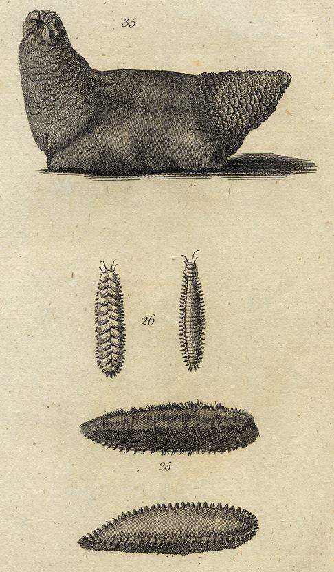 Sea Slug - Aculeated Aphrodite etc., 1760