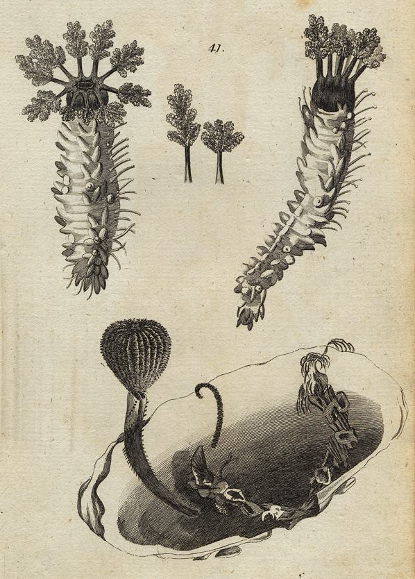 Sea Cucumber - Five-rowed Holothuria, 1760