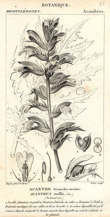 Acanthus mollis, 1829