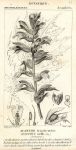 Acanthus mollis, 1829