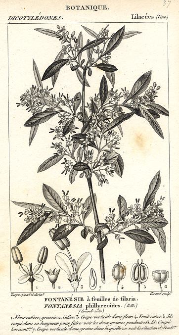 Botanical, Fontanesia phillyreoides, 1829