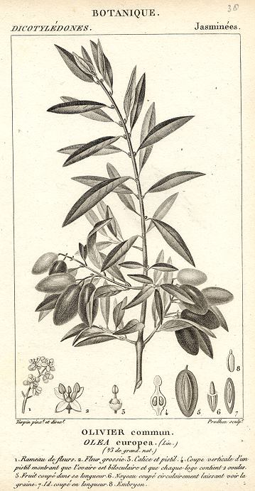 Botanical, Olea europea, 1829