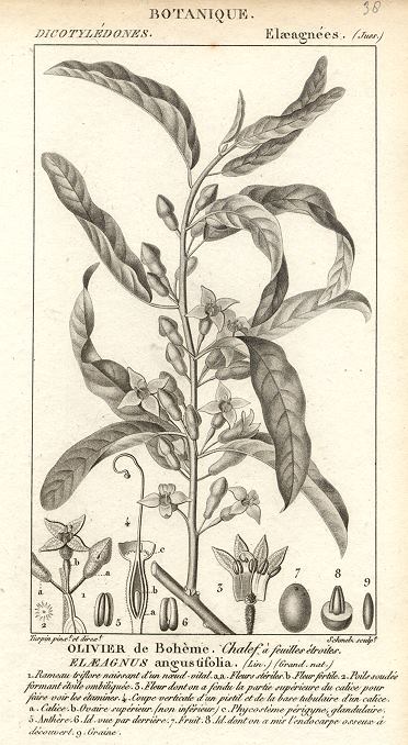 Botanical, Elaeagnus angustifolia, 1829