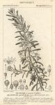 Botanical, Myoporum parvifolium, 1829