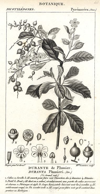 Botanical, Duranta plumieri, 1829