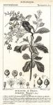 Botanical, Duranta plumieri, 1829