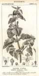 Botanical, Salvia formosa, 1829