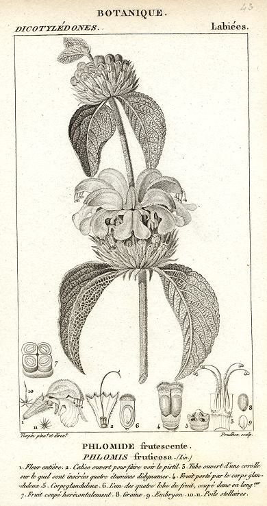 Botanical, Phlomis fruticosa, 1829