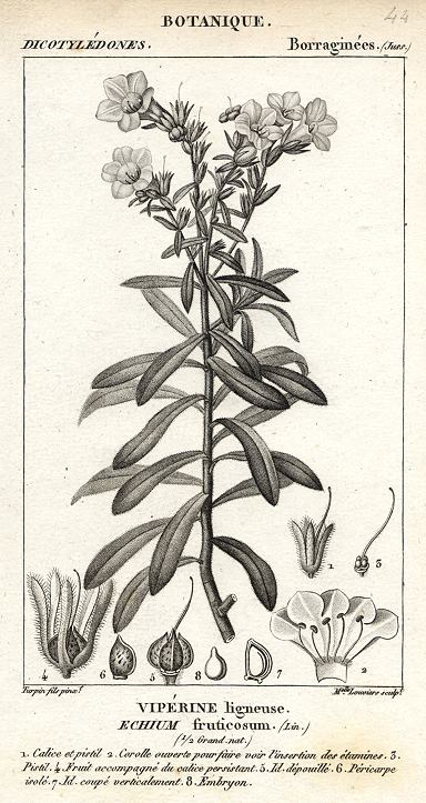 Botanical, Echium fruticosum, 1829