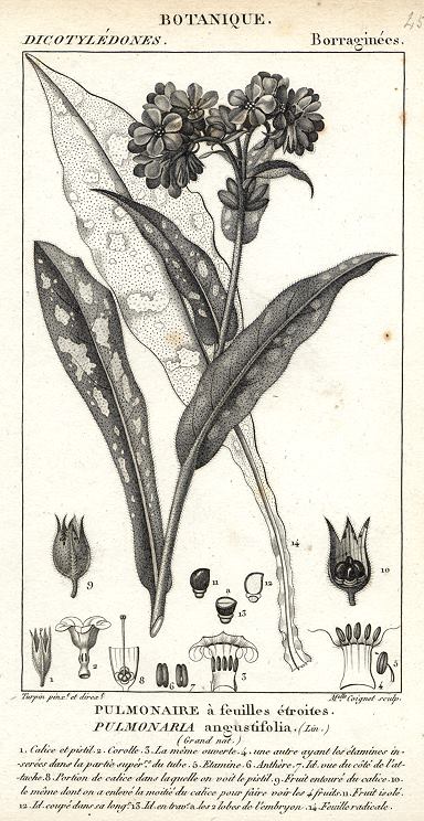 Botanical, Pulmonaria angustifolia, 1829