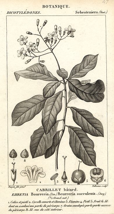 Botanical, Ehretia bourreria, 1829