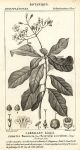 Botanical, Ehretia bourreria, 1829