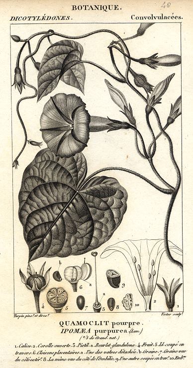 Botanical, Ipomaea purpurea, 1829