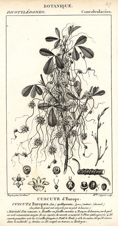 Botanical, Cuscata Europaea, 1829